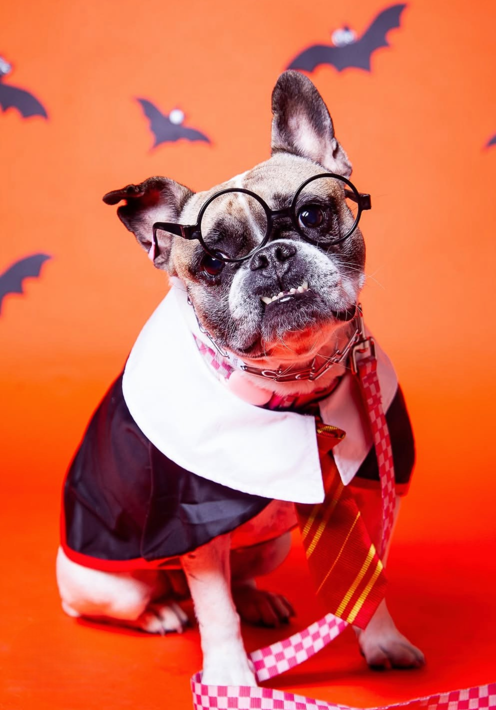 Halloween Pawtrait Pop Up – Dog Photoshoot Session | Brooklyn NYC