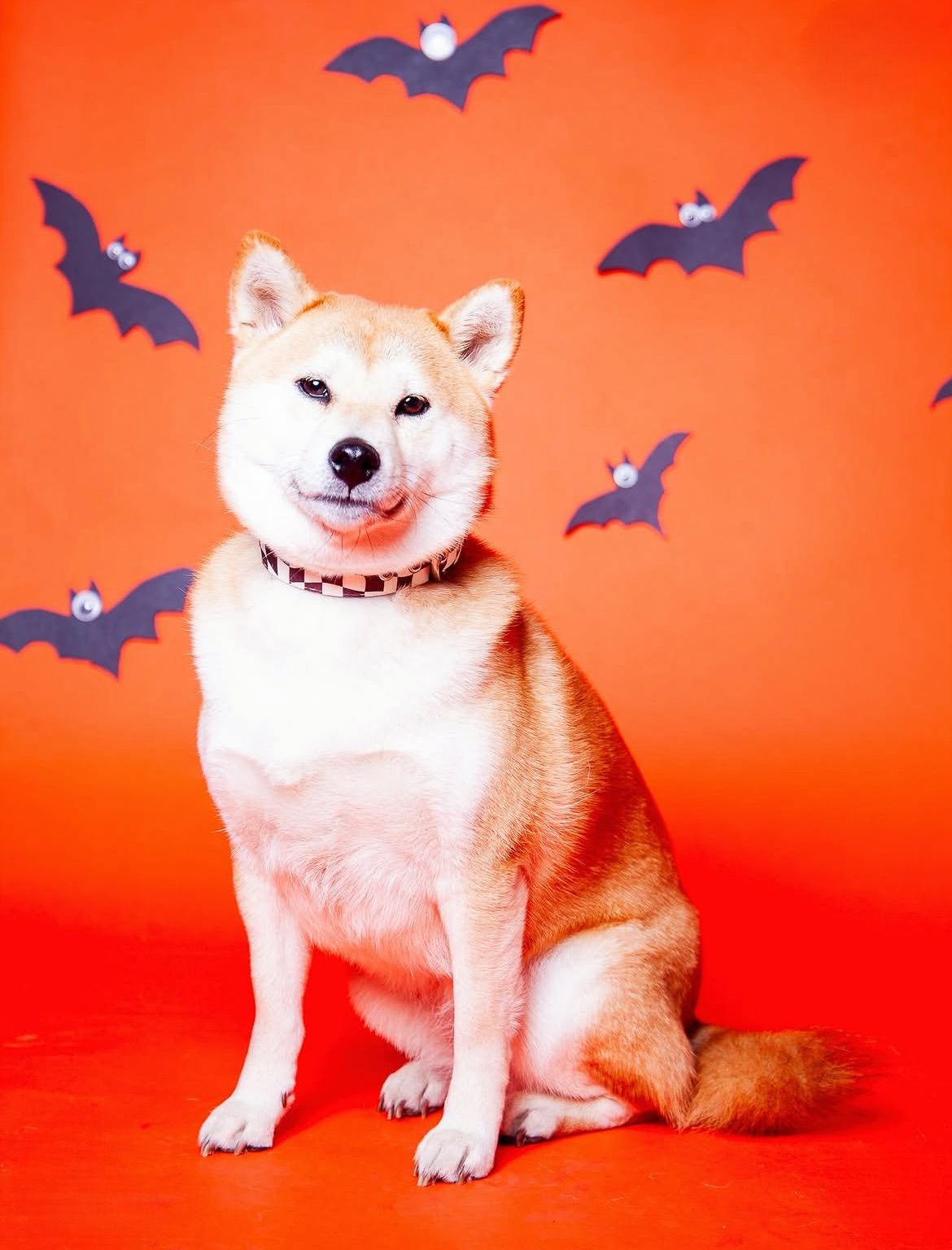 Halloween Pawtrait Pop Up – Dog Photoshoot Session | Brooklyn NYC
