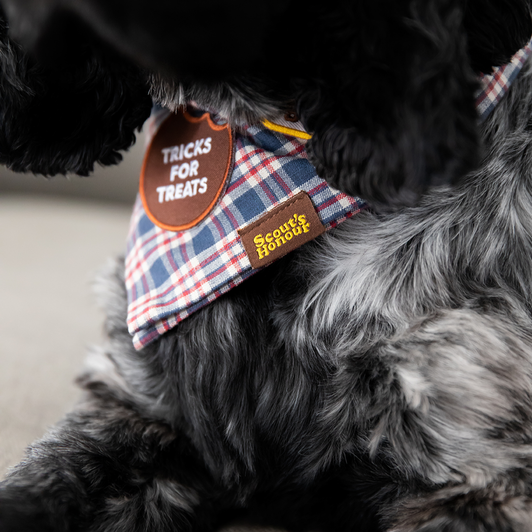 Scout's Honor - Tricks for Treats iron-on patch for dogs