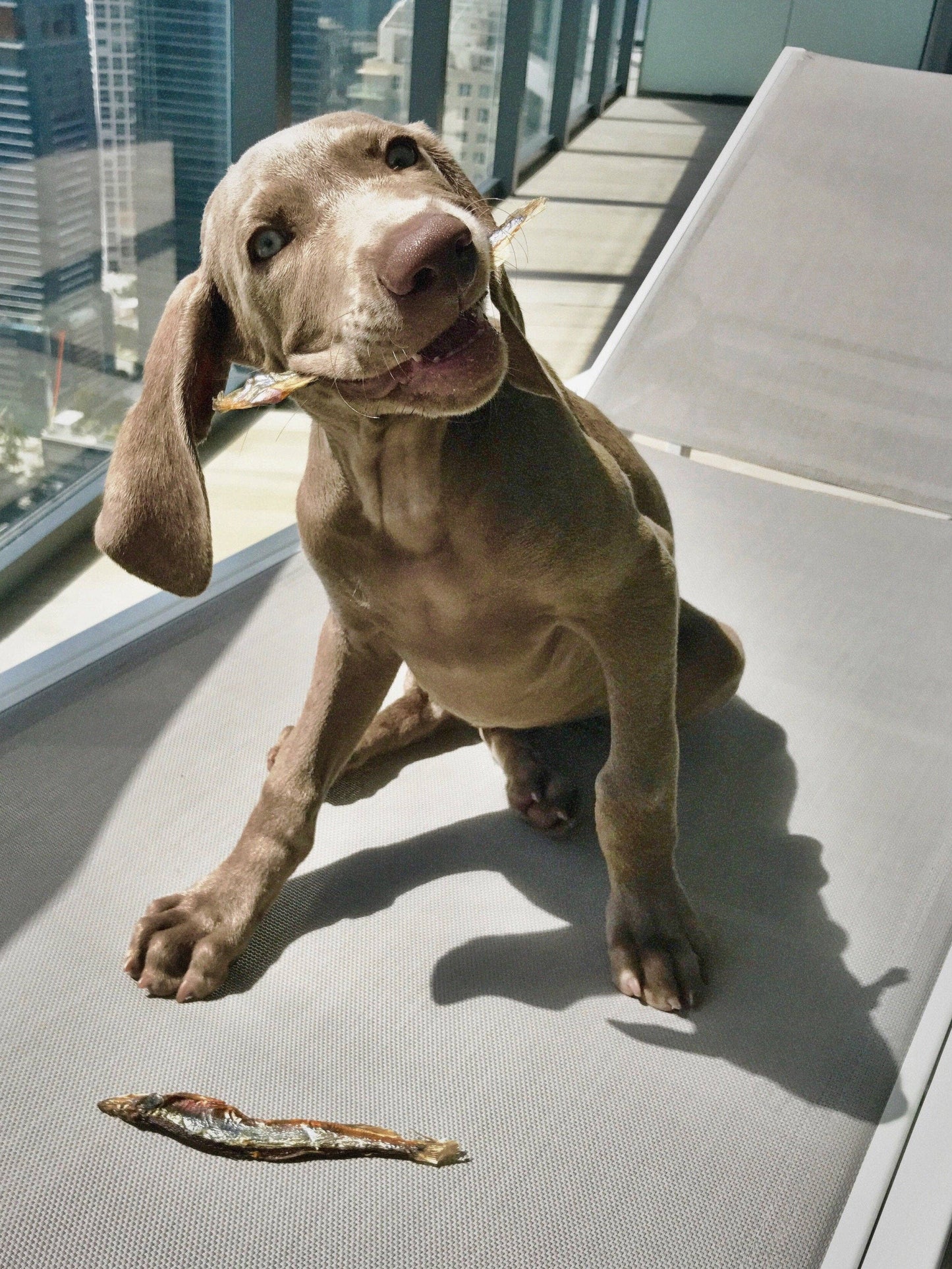 Icelandic+ - Capelin Whole Fish & Pieces Dog Treats 2.5 oz