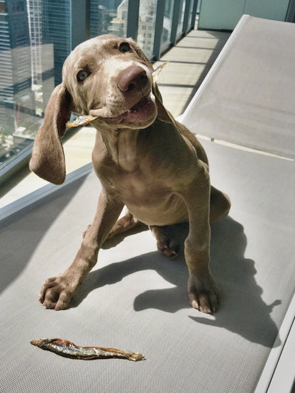 Icelandic+ - Capelin Whole Fish & Pieces Dog Treats 2.5 oz