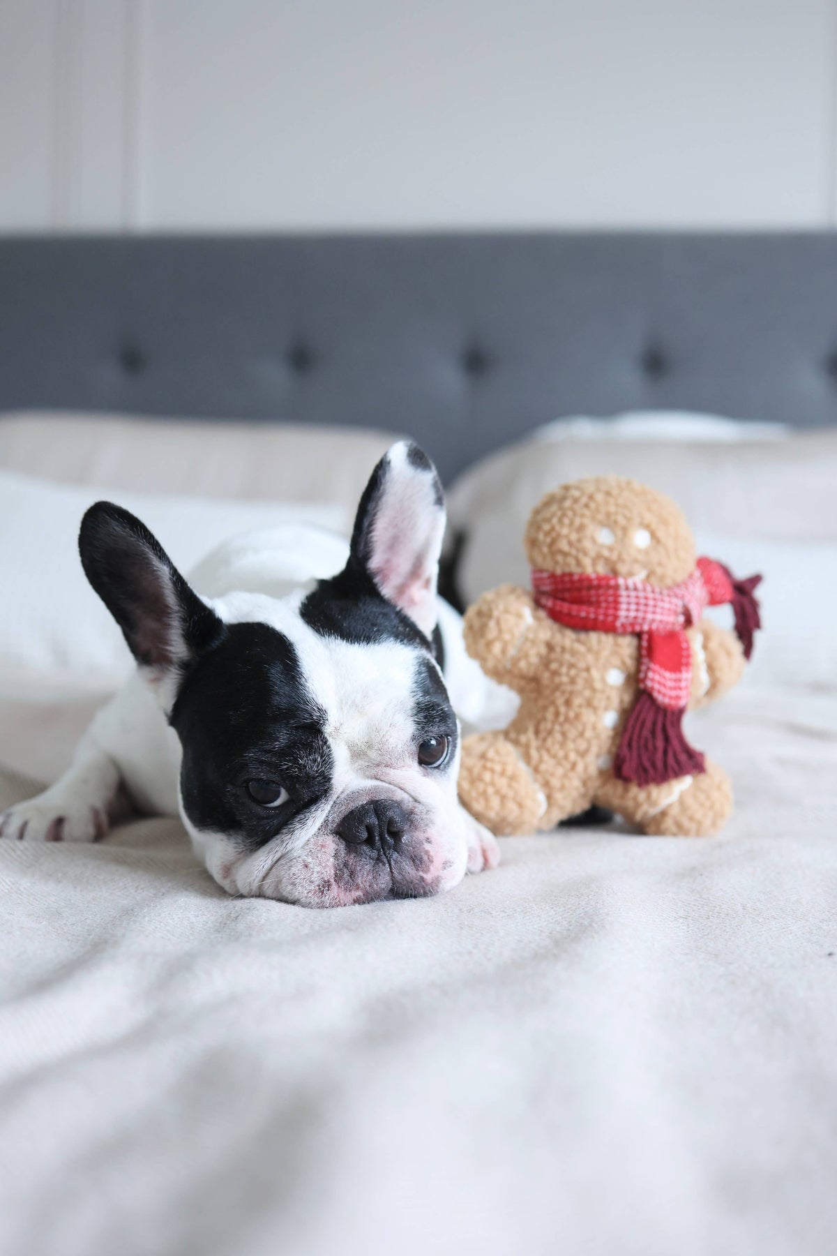 Lambwolf Collective - MISTER GINGERBREAD// Holiday Toy// Enrichment Dog Toy