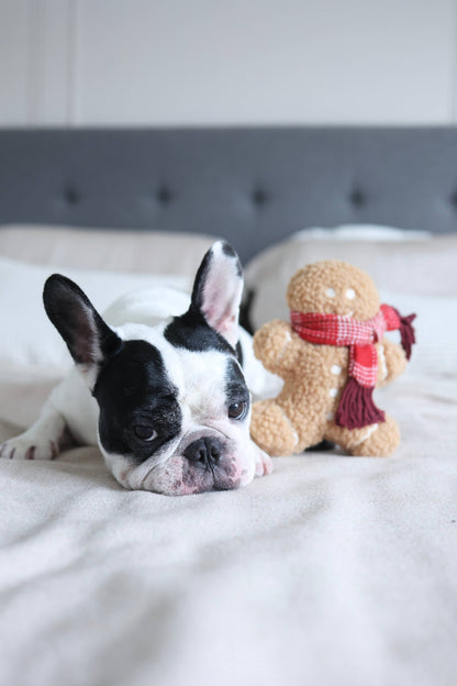 Lambwolf Collective - MISTER GINGERBREAD// Holiday Toy// Enrichment Dog Toy