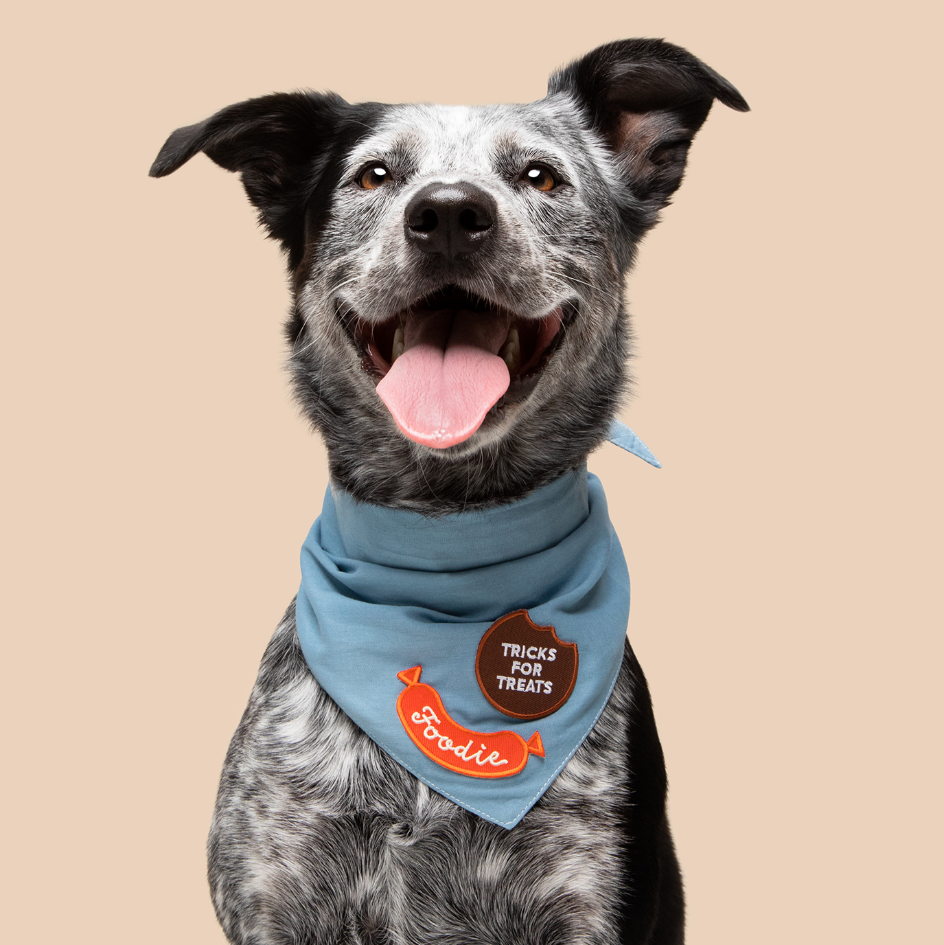 Scout's Honour - Foodie iron-on patch for dogs