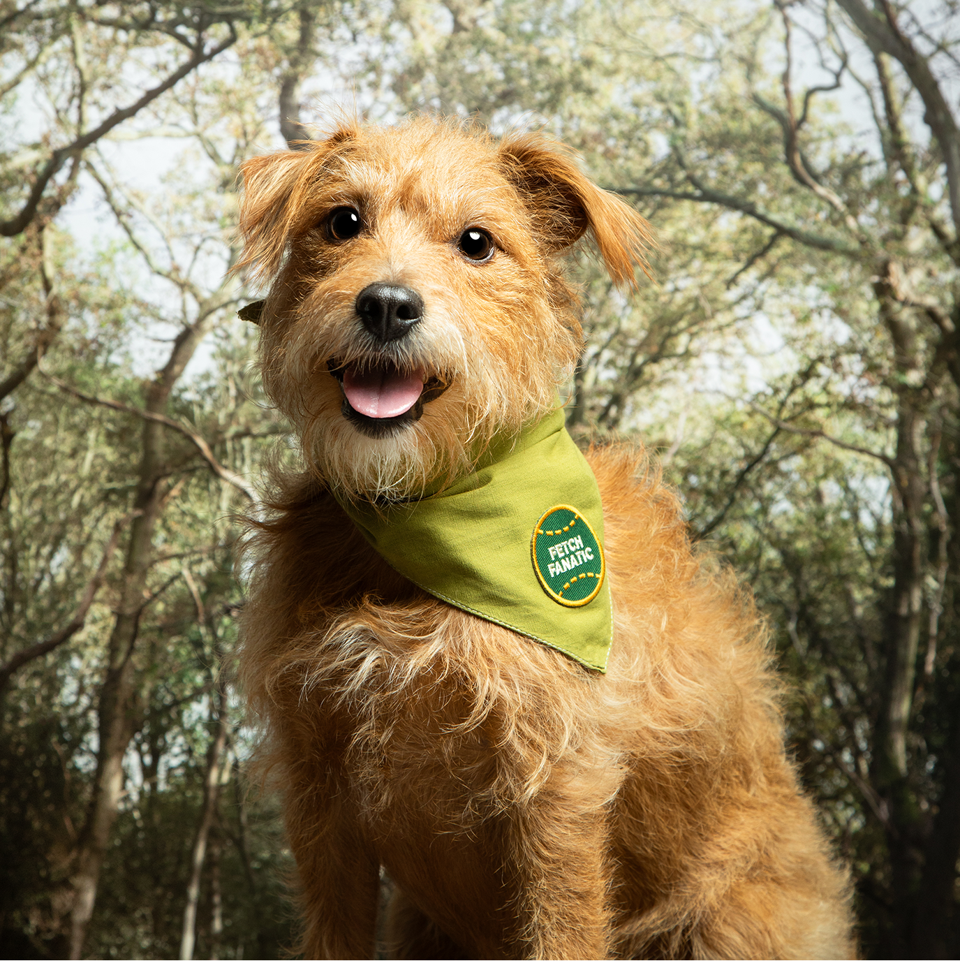 Scout's Honour - Fetch Fanatic iron- on patch for dogs