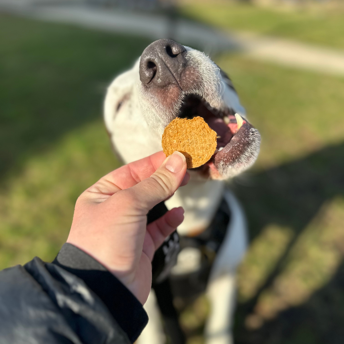 Farm To Pet - Walleye Fish Chips Dog Treats – Made in USA: Standard 4oz