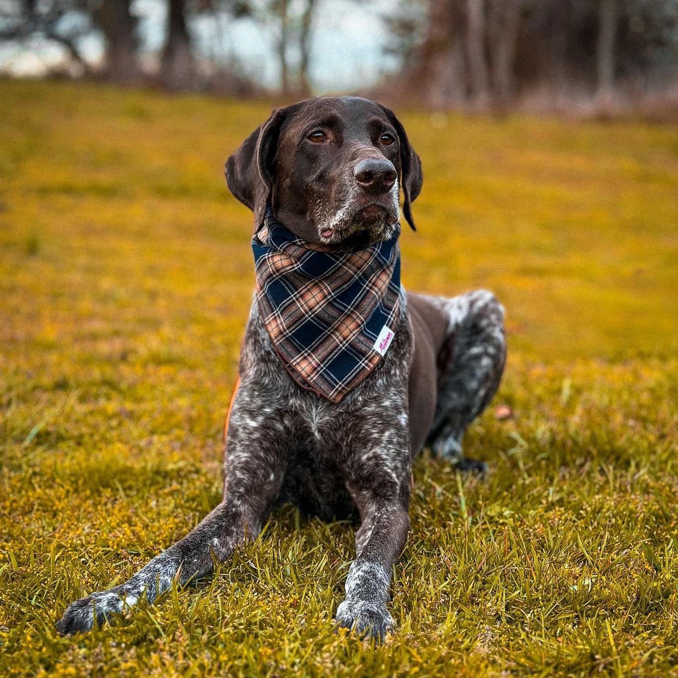 Square Dog Bandana - Indigo Madras Plaid