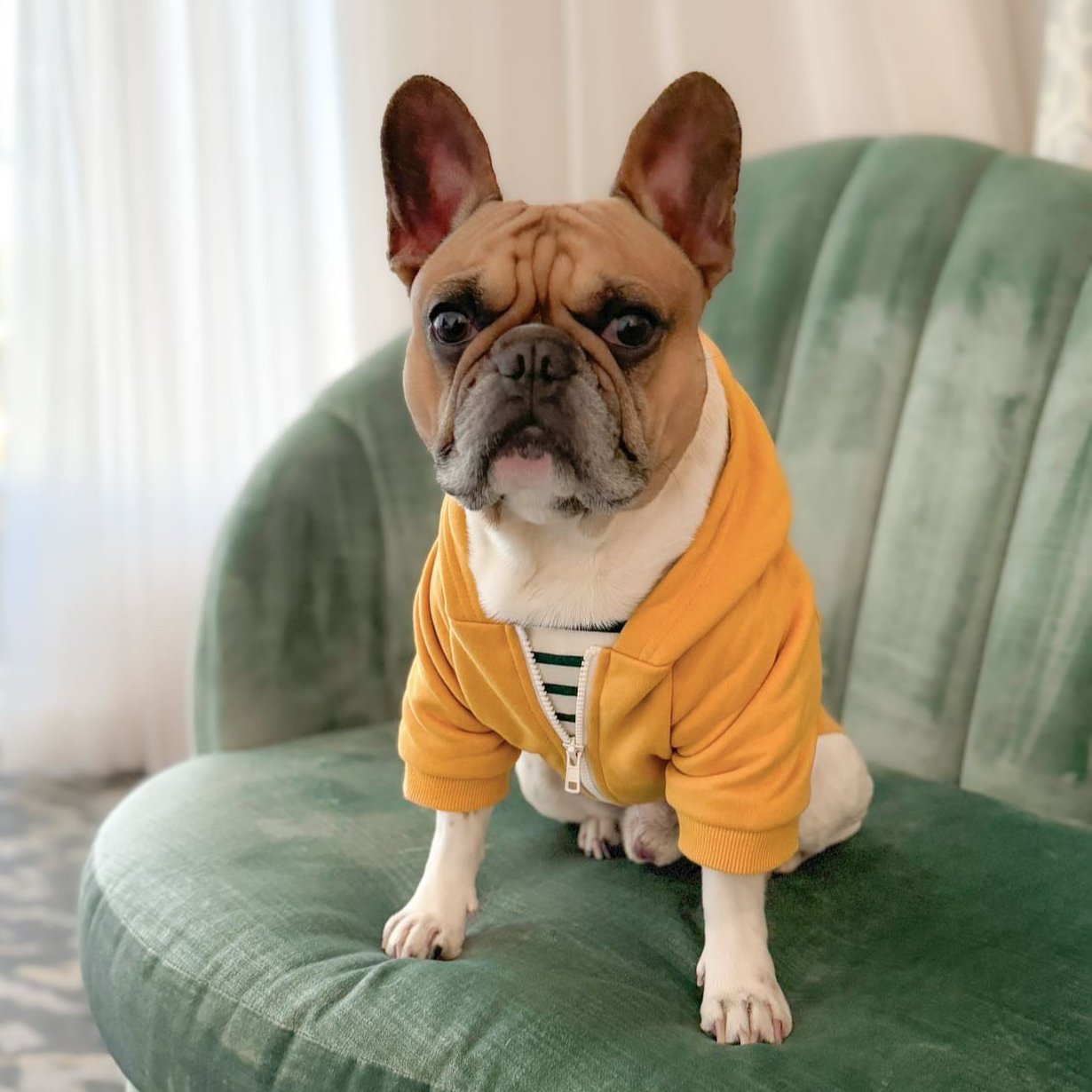 Zip Up Dog Hoodie  - Mustard Yellow