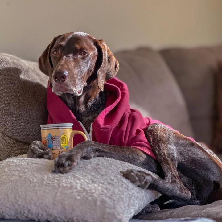 Zip Up Dog Hoodie  - Burgundy