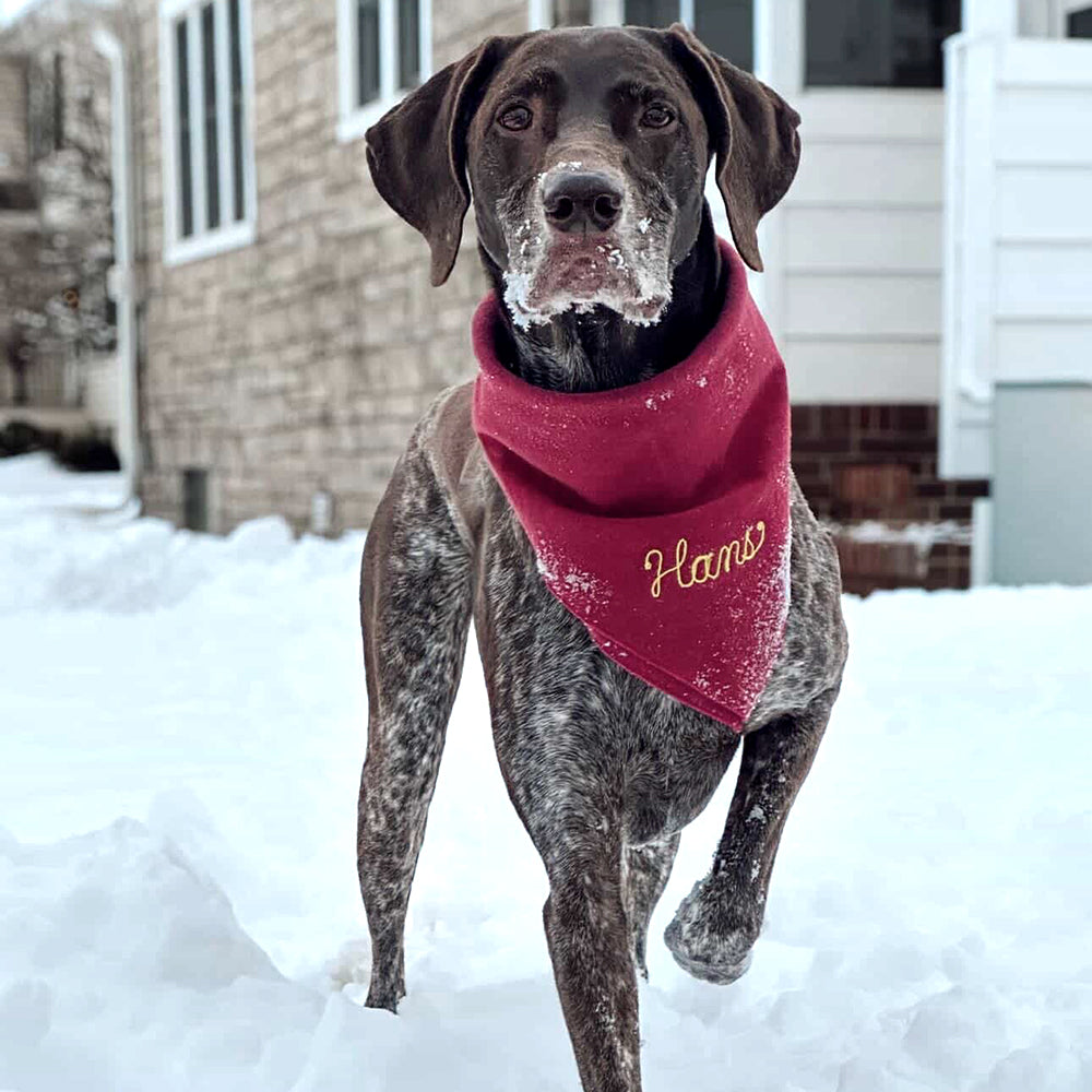 Square Dog Bandana - Cabernet