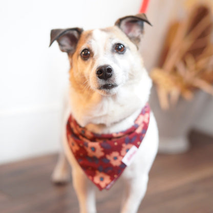 Square Dog Bandana - Jane