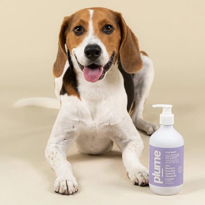 Plume Care - Natural, Soothing & Nourishing Pet Shampoo for Sensitive Skin - Lavender