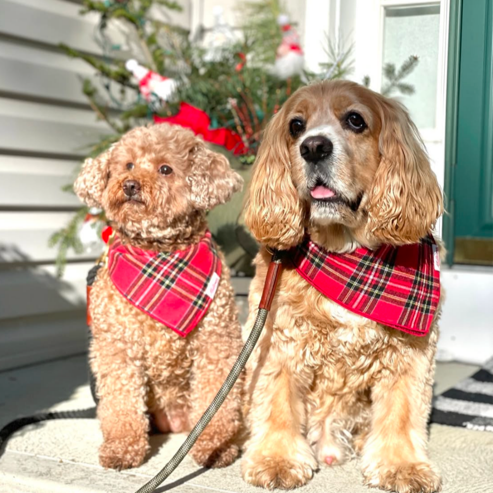 Square Dog Bandana - Red Stewart Plaid