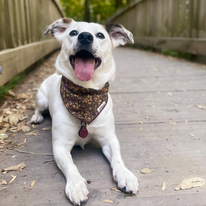 Square Dog Bandana - Buttercups