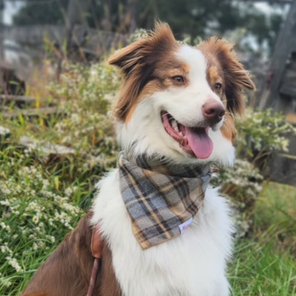 Square Dog Bandana - Wheat Field Plaid