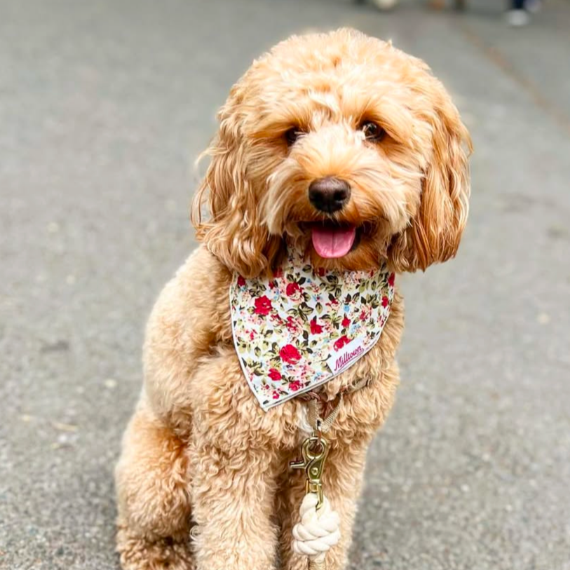 Square Dog Bandana - Rose Garden