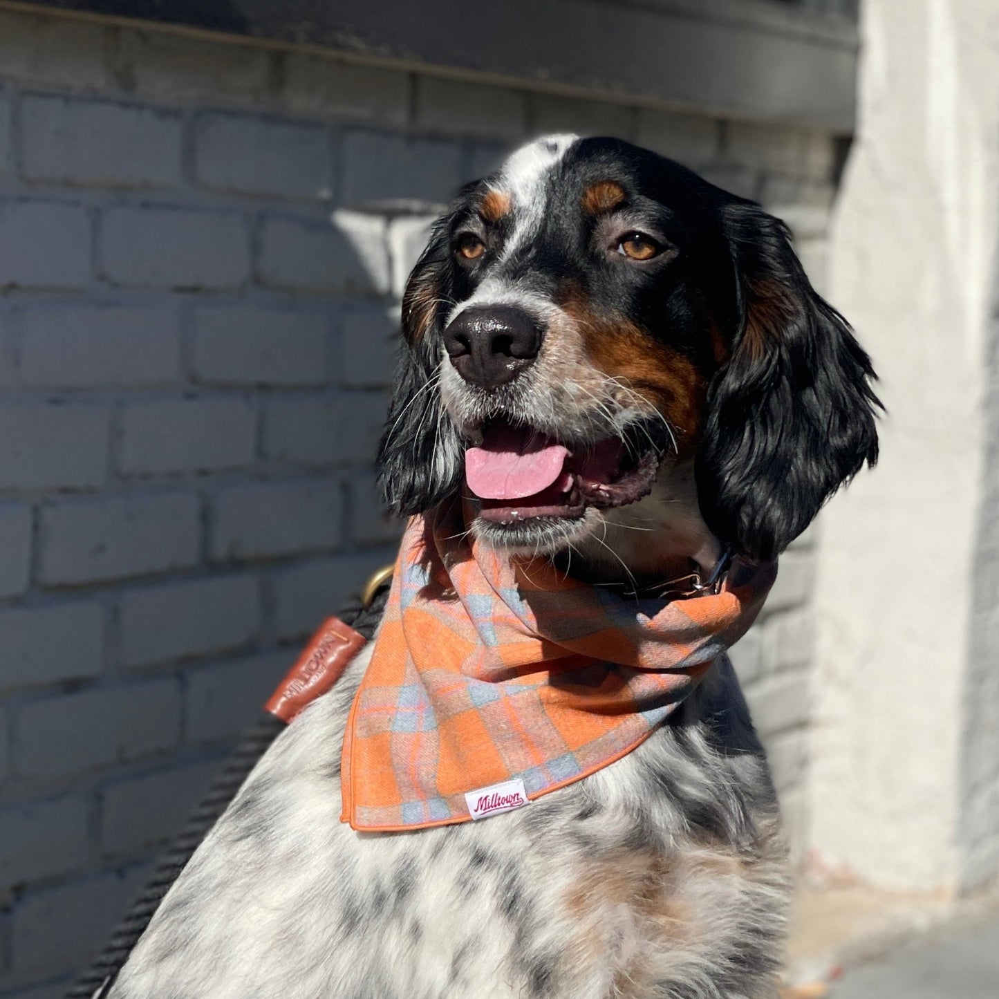 Square Dog Bandana - Sunday Brunch