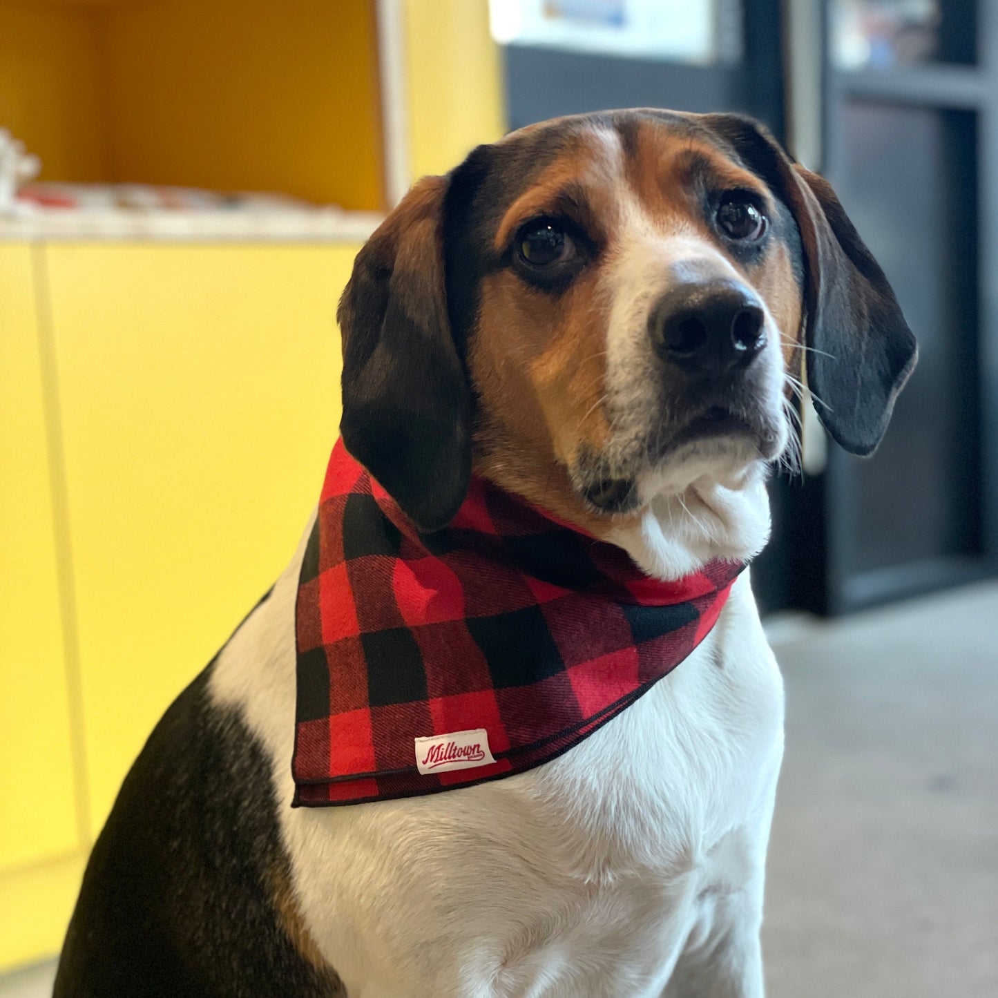 Square Dog Bandana - Classic Red Buffalo Plaid