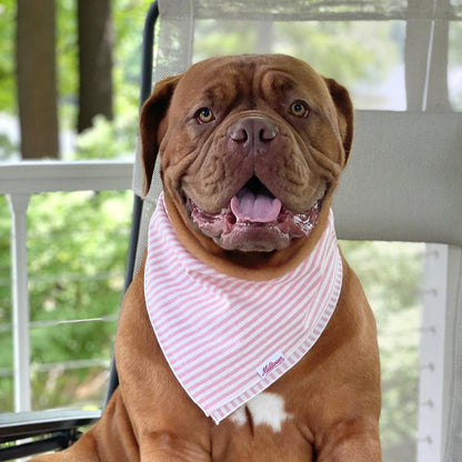 Square Dog Bandana - Pink Lemonade Stripe