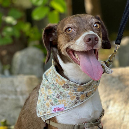 Square Dog Bandana - Wild Flowers