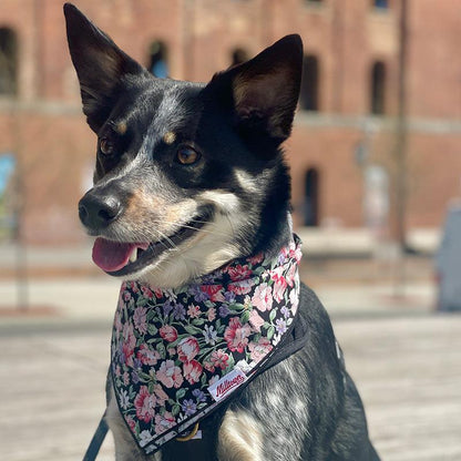 Square Dog Bandana - Donna