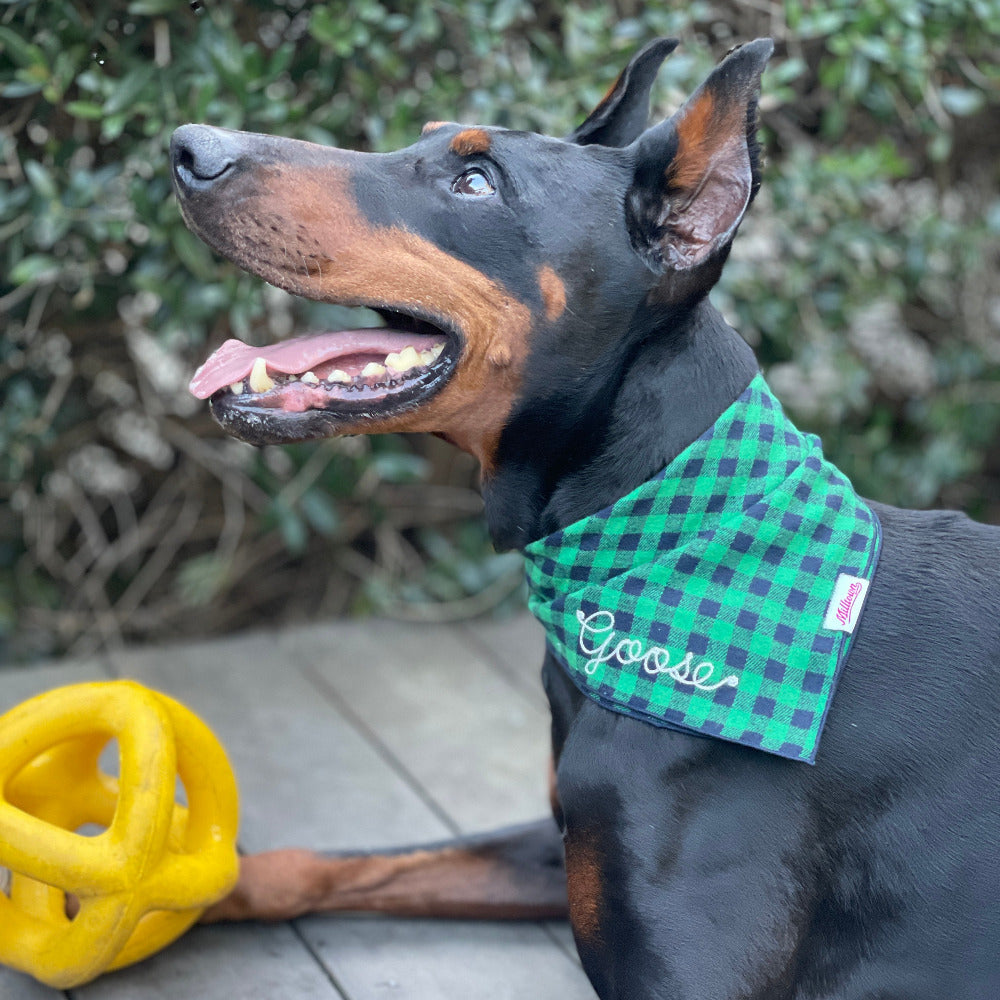 Dog wearing a green plaid bandana with custom chain stitched name 'Goose' on it, lying on a wooden surface with a yellow ball.