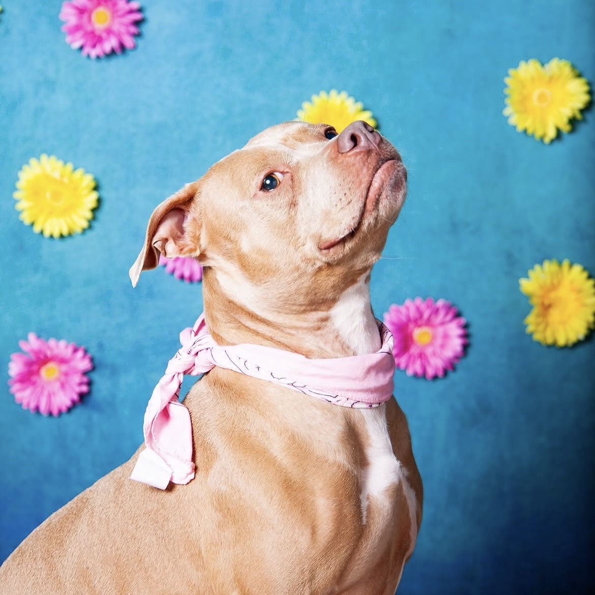 Pawtrait Pop Up – Dog Photoshoot Session | Brooklyn NYC