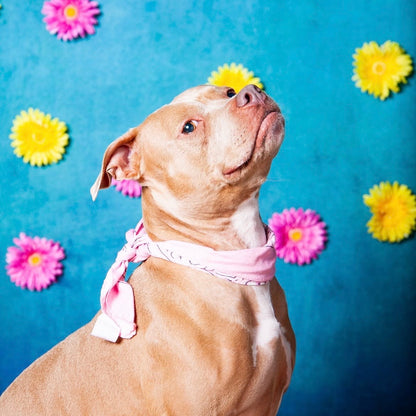 Pawtrait Pop Up – Dog Photoshoot Session | Brooklyn NYC