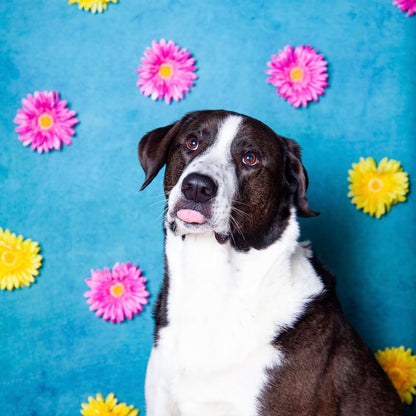 Pawtrait Pop Up – Dog Photoshoot Session | Brooklyn NYC