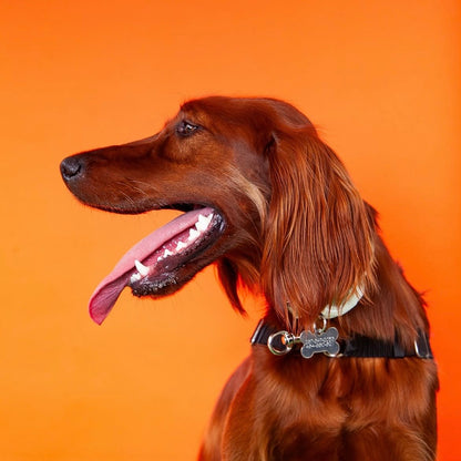 Pawtrait Pop Up – Dog Photoshoot Session | Brooklyn NYC