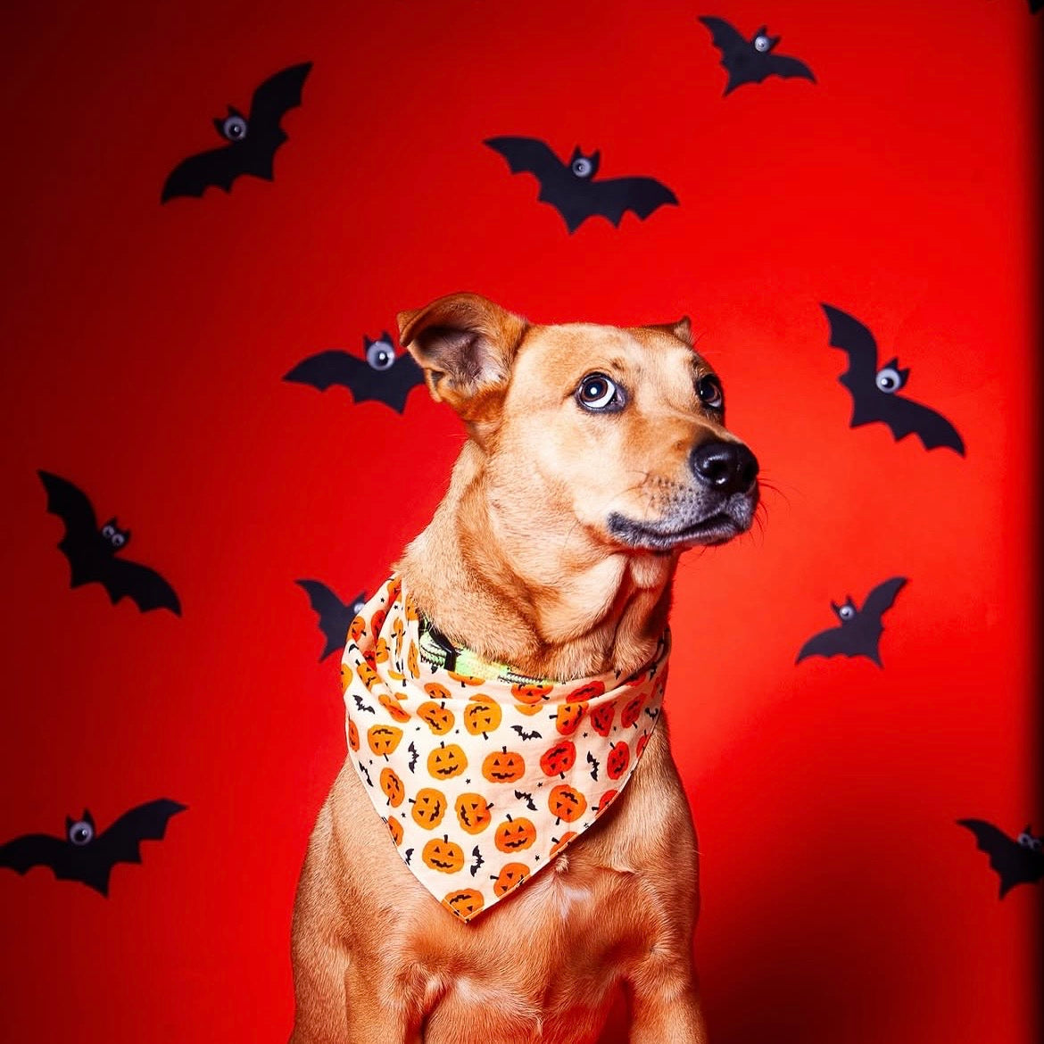 Pawtrait Pop Up – Dog Photoshoot Session | Brooklyn NYC