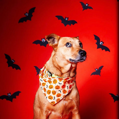 Pawtrait Pop Up – Dog Photoshoot Session | Brooklyn NYC