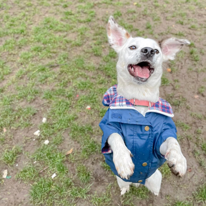 Dog Rain Jacket - Vintage Blue