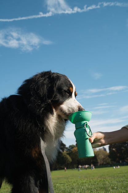 Dog Travel Water Bottle - 20oz Flip : Black