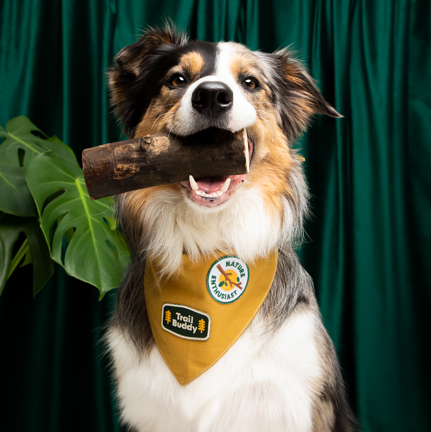 Scout's Honour - Trail Buddy iron-on patch for dogs