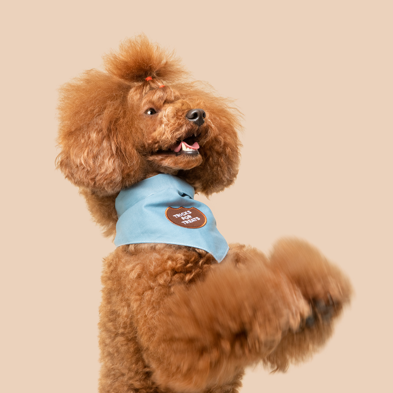 Scout's Honor - Tricks for Treats iron-on patch for dogs