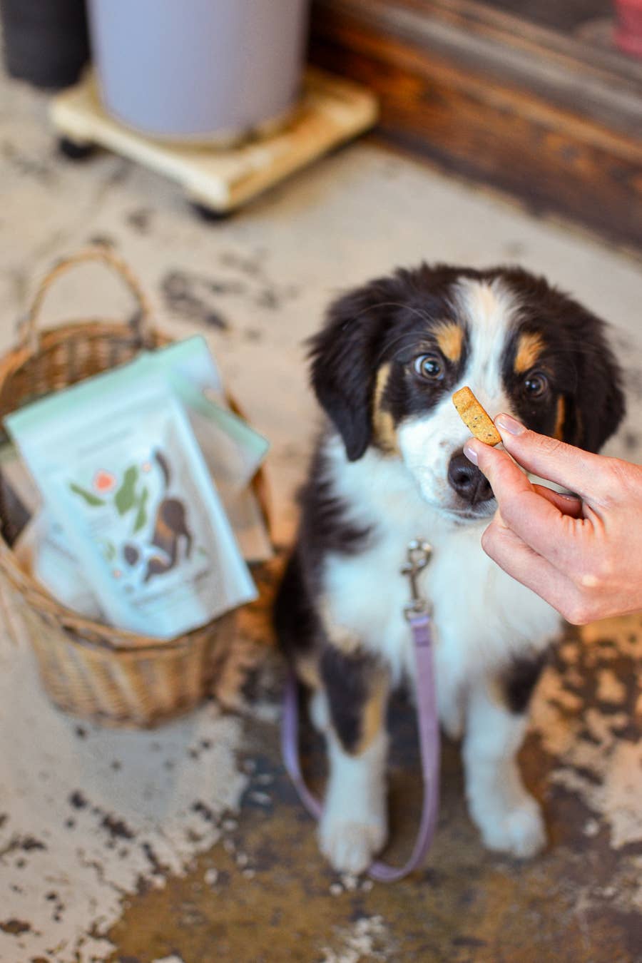 Botanical Bones - Balance + Calm Cookies - All Natural, Organic Dog Treats