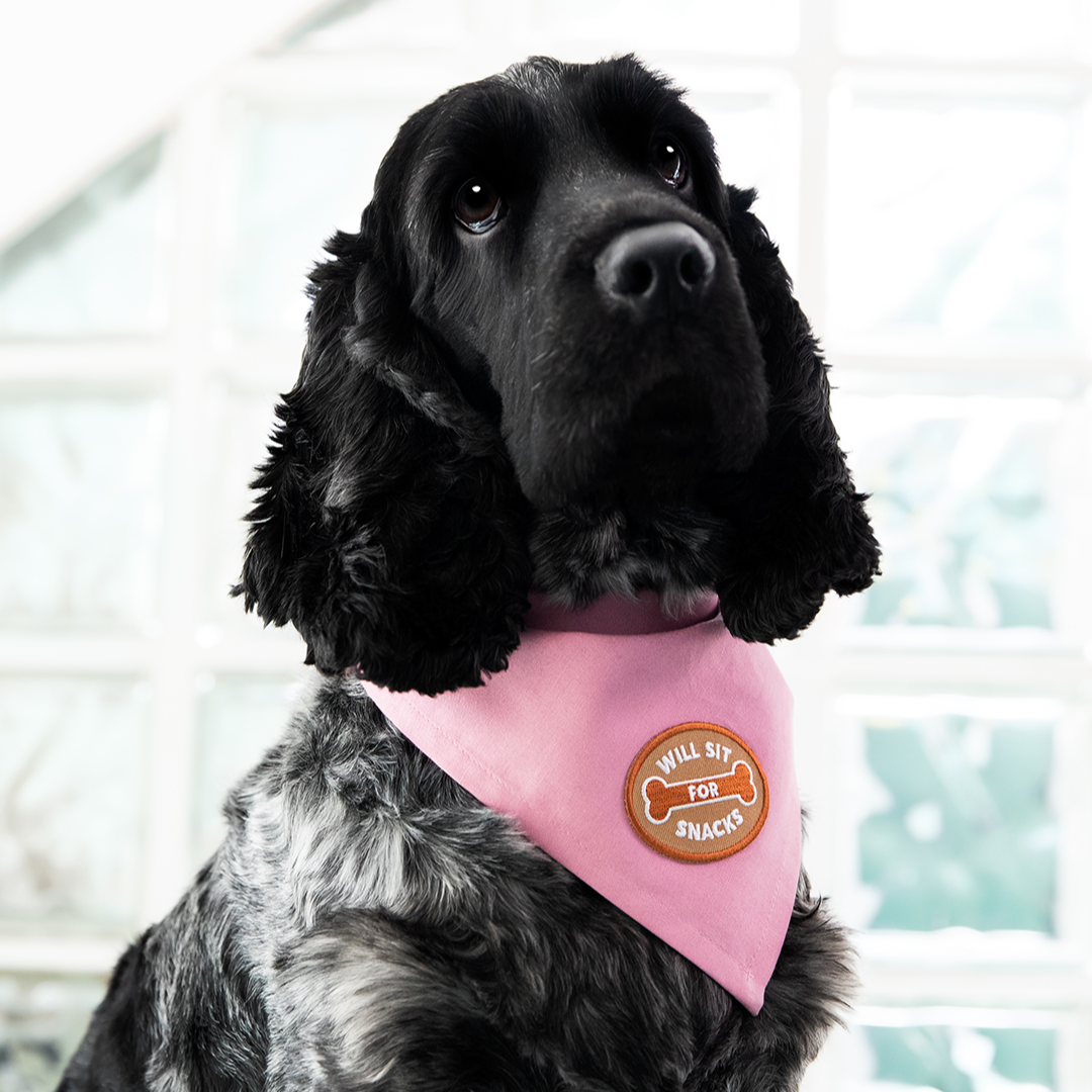 Scout's Honour - Will Sit For Snacks iron-on patch for dogs