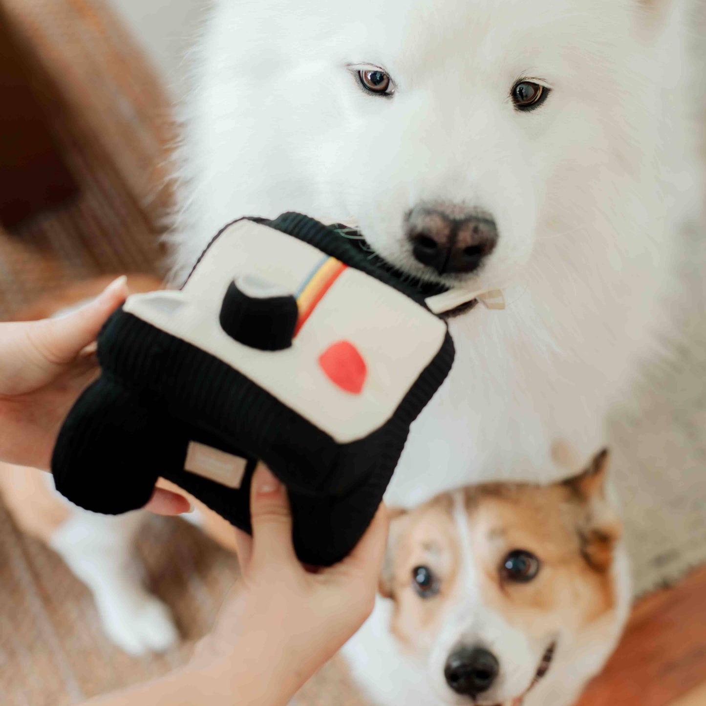 Lambwolf Collective - INSTANT CAMERA // ENRICHMENT DOG TOY
