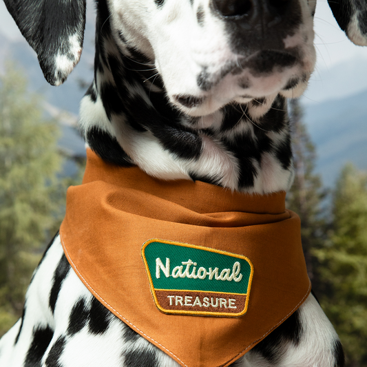 Scout's Honour - National Treasure iron-on patch for dogs