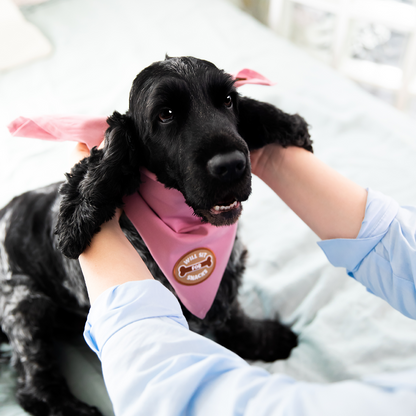 Scout's Honour - Will Sit For Snacks iron-on patch for dogs
