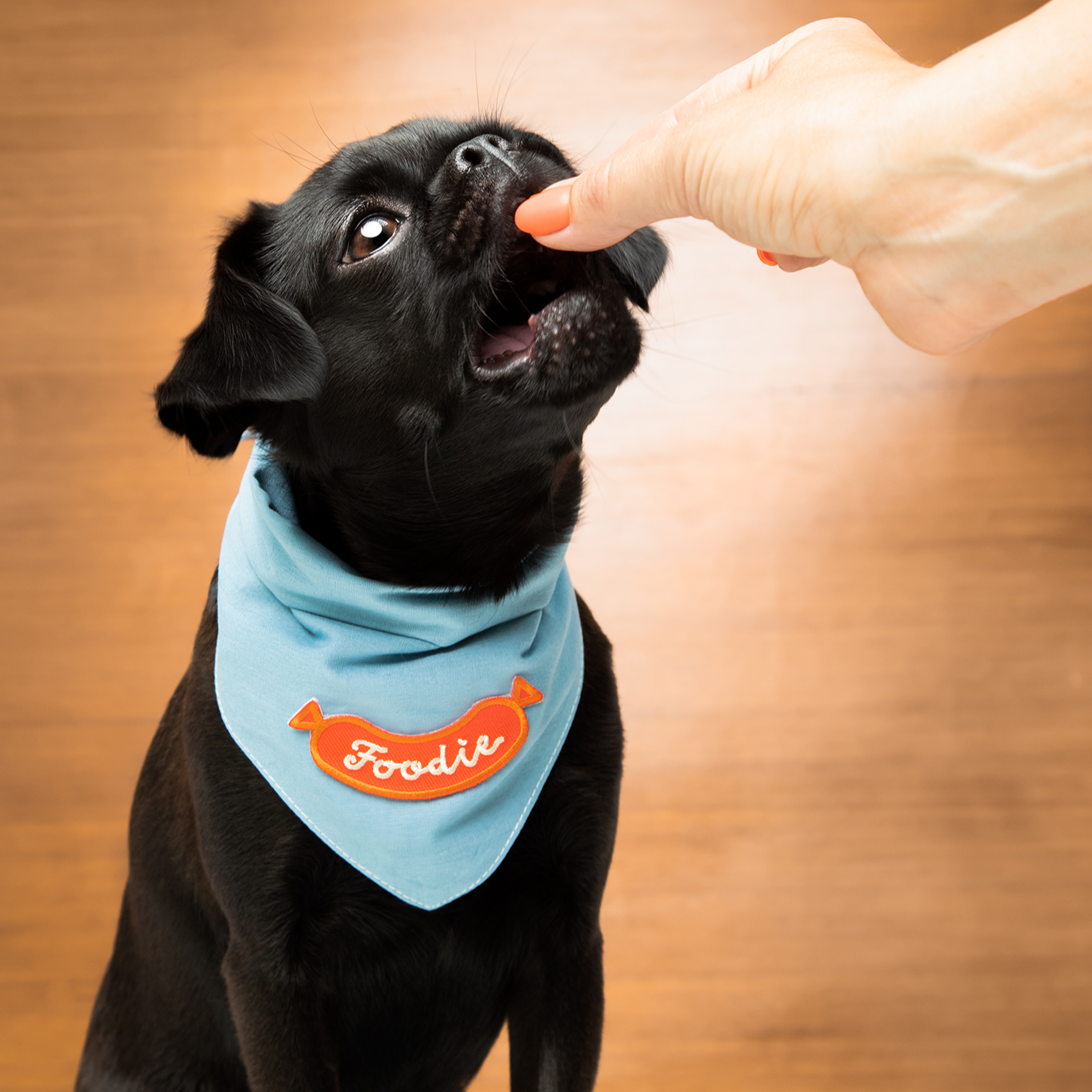 Scout's Honour - Foodie iron-on patch for dogs