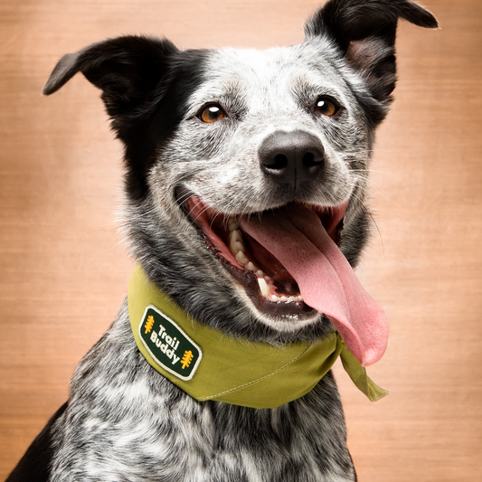 Scout's Honour - Trail Buddy iron-on patch for dogs