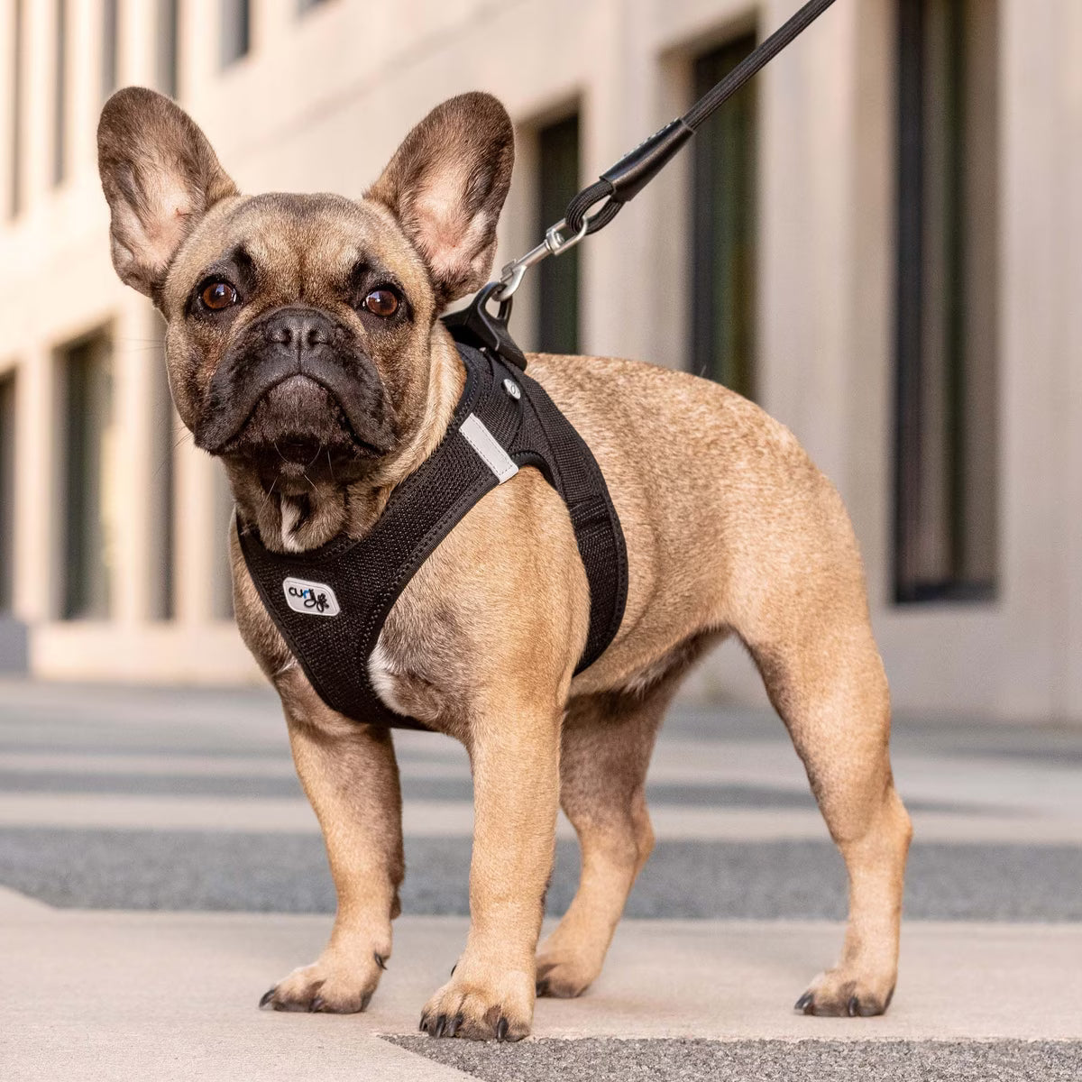 Curli Clasp Air-Mesh Vest Harness