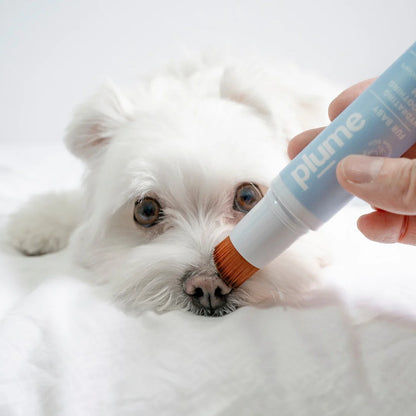 Plume Care - Hydrating & Soothing Cream for Paws, Elbows & Nose - Sensitive Skin Approved