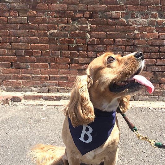 Dog Bandana  - Monogram Letters